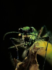 close-up of beetle on plant