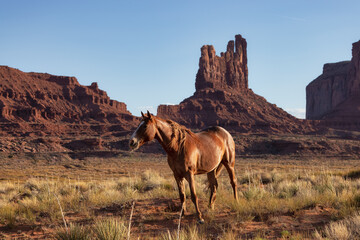 Wild Brown Horse in the desert with Red Rock Mountain Landscape in Background. Sunny Sunset Sky. Oljato-Monument Valley, Utah, United States.