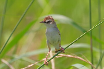 真夏の昼下がりのセッカ