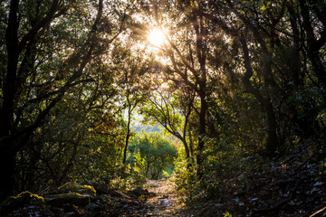 Soleil levant rayonnant sur un chemin de randonnée dans la forêt près d'Olargues dans le Parc naturel régional du Haut-Languedoc