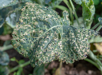 Cabbage flea beetle (Phyllotreta cruciferae) or crucifer flea beetle. Damaged leaves of cabbage in...