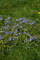 Blue forget-me-not flowers in the green grass. Wild meadow flowers of light purple on a sunny day; vertical image