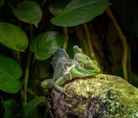 Plumed basilisk reptile lizard shedding its skin or Ecdysis in its natural habitat, aka the green basilisk, double crested basilisk, or Jesus Christ lizard, is a species the family Corytophanidae