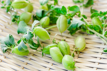 収穫したばかりのヒヨコマメ