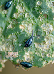 Cabbage flea beetle (Phyllotreta cruciferae) or crucifer flea beetle. Damaged leaves of cabbage in...