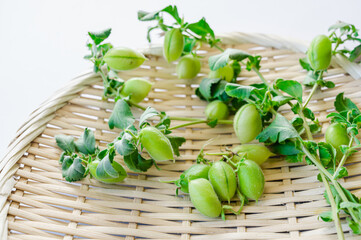 収穫したばかりのヒヨコマメ