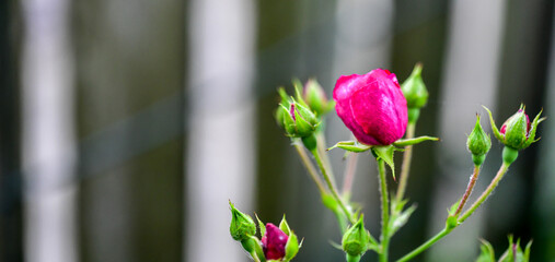 Water Drops on flower blooms in the garden