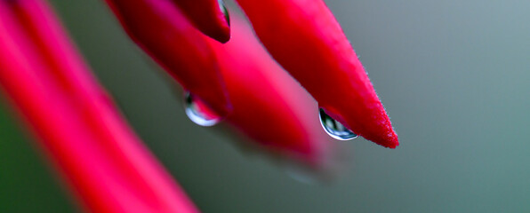 Water Drops on flower blooms in the garden
