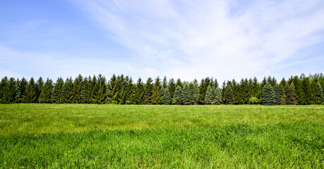 Scenic panoramic view of tree lined field under blue sky in summer