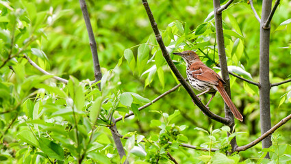 Wild bird in the forest trees in summer