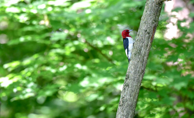 Wild bird in the forest trees in summer