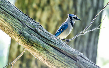 Wild bird in the forest trees in summer
