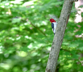 Wild bird in the forest trees in summer