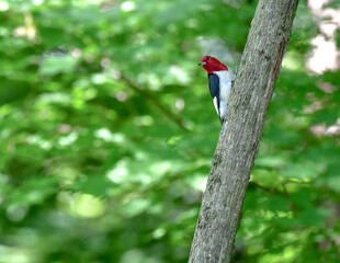 Wild bird in the forest trees in summer