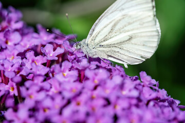 forests and gardens and detail of insects and nature's inhabitants
