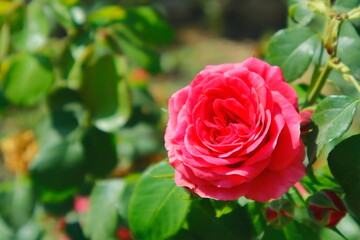 pink rose in garden