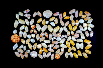 Collection of Donax Variabilis or coquina saltwater clam mollusc opened shells and seashells. Macro-photography in dark background of a variety of different colorful species in a rectangle black frame © MSC