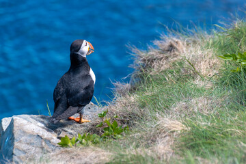 A lone puffin stands at the edge of a cliff and keeps watch over the Atlantic Ocean, near the Cape Bonavista Lighthouse in Newfoundland.