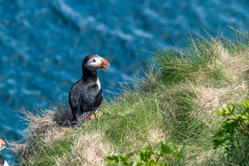 A lone puffin stands at the edge of a cliff and keeps watch over the Atlantic Ocean, near the Cape Bonavista Lighthouse in Newfoundland.