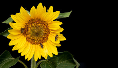 Fototapeta premium honey bees Apis mellifera drinking nectar from sunflower