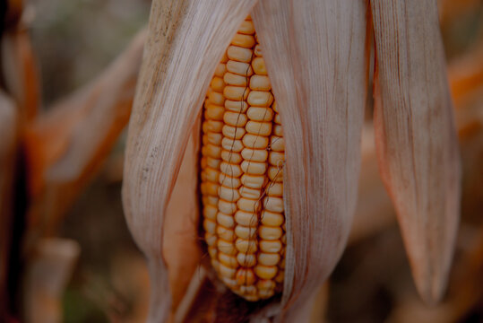 Ripe corn cob on tree wait for harvest in corn field on Autumn. Creative macro photo