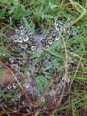 Green Leaves with Water Droplets