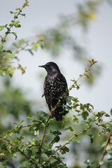 European starling (Sternus vulgaris) in summer breeding plumage