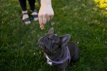 beautiful dog french bulldog in the park looks at a piece of food served to him