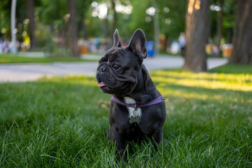 dog french bulldog on a walk in the park stands in the middle of the lawn and examines the territory
