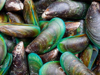 Close-up view of fresh mussels Which is seafood That people around the world like to eat Put in a...