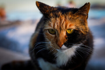 portrait of a cat with bokeh