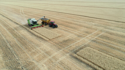A harvester combine collects growing wheat in a grain carrier on a farm field