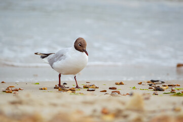 seagull on the beach