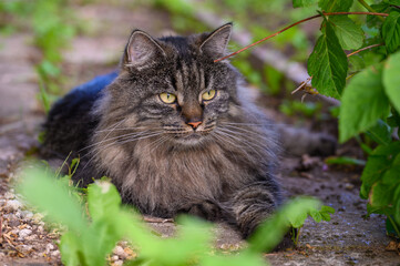 A dark gray long-haired domestic cat enjoying the summer weather in the farm yard.