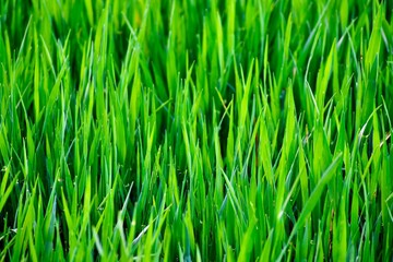Closeup of green grass background