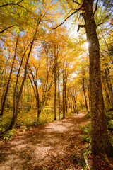 Autumn golden leaves in the forest, Jacques Cartier national park, QC, Canada