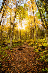 Autumn golden leaves in the forest, Jacques Cartier national park, QC, Canada