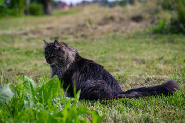 Naklejka na ściany i meble A dark gray long-haired domestic cat enjoying the summer weather in the farm yard.