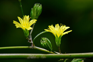 Gemeiner Rainkohl // Common nipplewort (Lapsana communis)