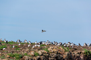 A puffin takes off as many other puffins hang out at a Puffin Viewing Site on the rocky coastline...
