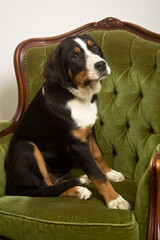 Greater Swiss Mountain Dog