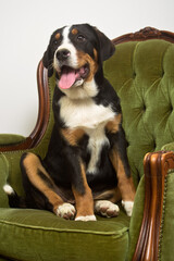 Greater Swiss Mountain Dog