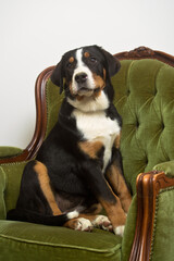 Greater Swiss Mountain Dog