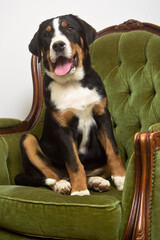 Greater Swiss Mountain Dog