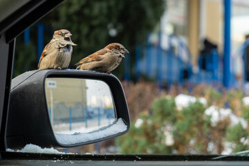 Sparrows sit on the mirror of a car and beg for food near a fast food restaurant.
