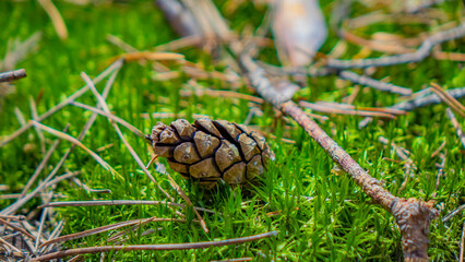 Forest. Pines, Cones. Beautiful nature.