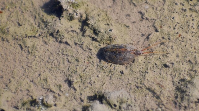 Triops crustaceans in a puddle on a spring afternoon in their natural habitat outdoors.