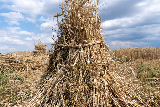 Here the individual sheaves have been put together into a stook to dry.