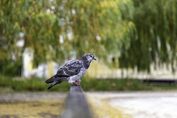 Obraz premium Pigeon perched on a railing