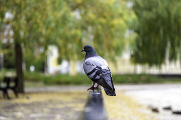 Pigeon perched on a railing
